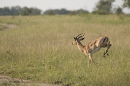 Impala (male, jumping)
